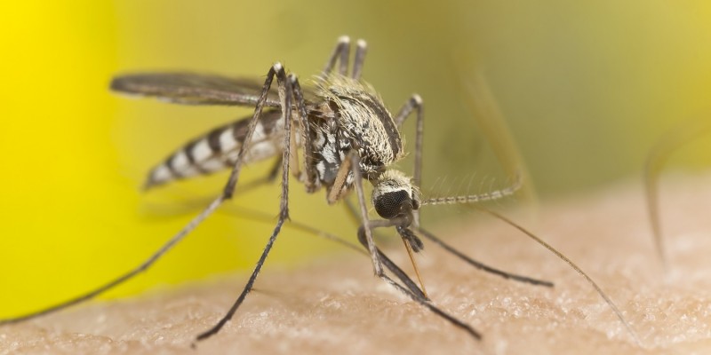 Mücken stellen keine Gefahr dar