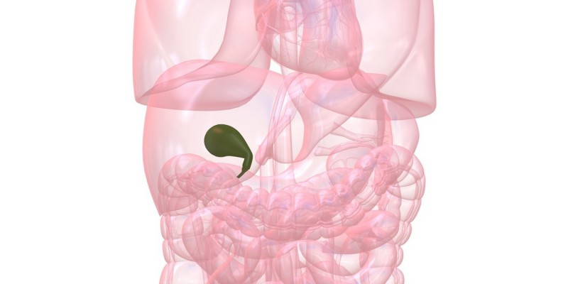 Die Gallenblase im menschlichen Körper