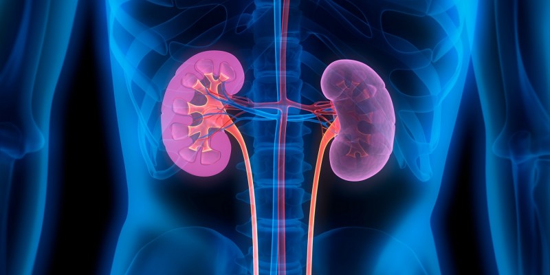Die beiden Nieren und Harnleiter im menschlichen Körper