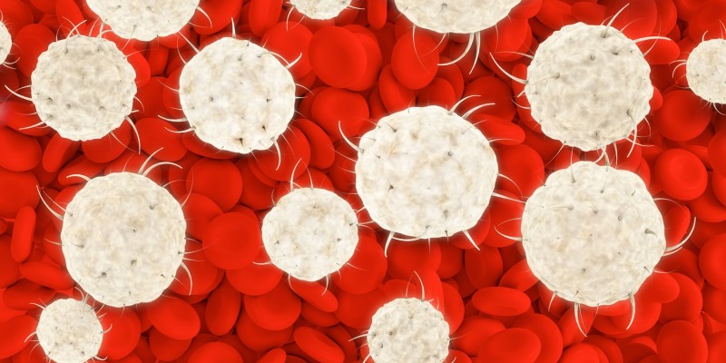 Leukozyten und rote Blutkörperchen