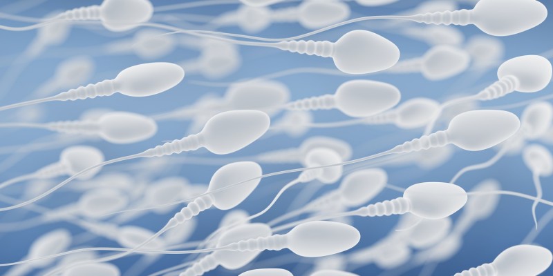 Die Hodentorsion kann zu einer gestörten Spermienbildung führen